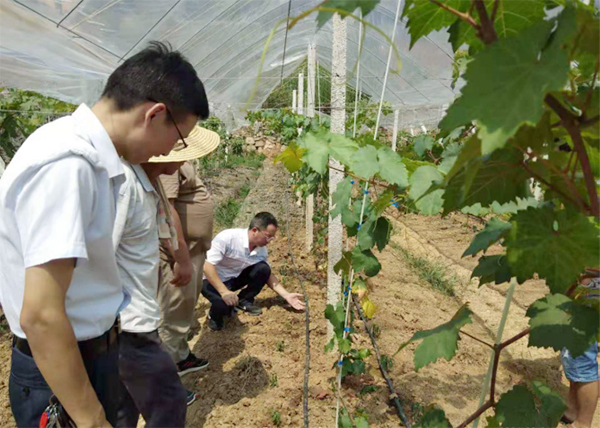 03曾玉华教授示范“葡萄-秋辣椒”水肥一体化技术灌溉管道铺设.jpg